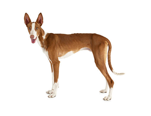 Ibizan Hound Mobile