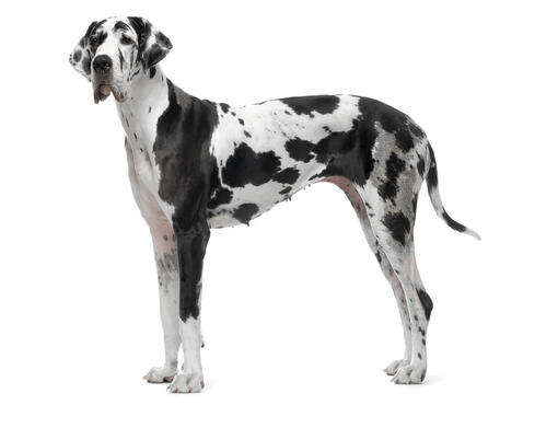 Great Dane Dog Breed Information