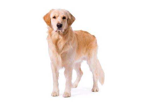 https://www.purina-arabia.com/sites/default/files/styles/ttt_image_510/public/2021-02/BREED%20Hero%20Mobile_0106_golden_retriever.jpg?itok=Ds0BwngQ