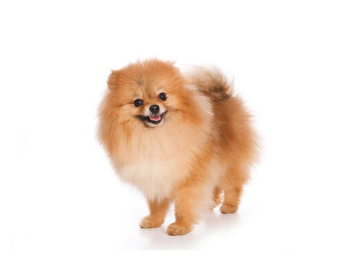 German Spitz Klein