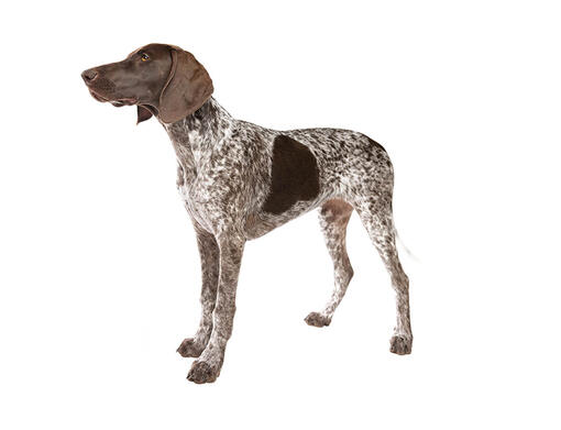 can german shorthaired pointers be left alone