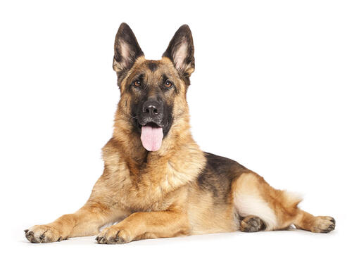 how many calories does a german shepherd puppy need