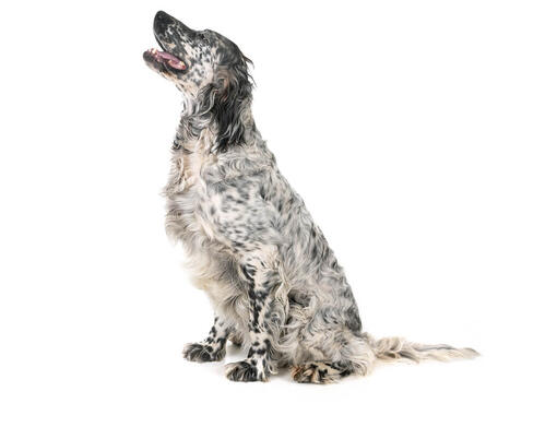 how to house train a english setter puppy