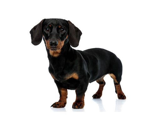 Dachshund (Miniature Smooth Haired) Dog Breed | Purina