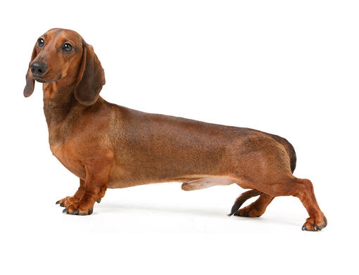 Dachshund (Smooth Haired) Dog Breed Information | Purina