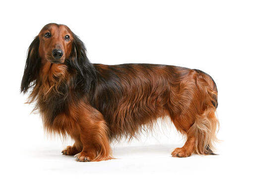 Dachshund (Long Haired) Dog Breed Information | Purina