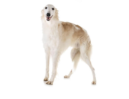 Borzoi Dog Breed Information | Purina