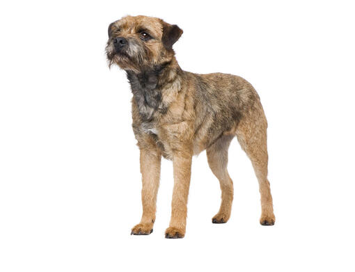 what dog breeds are terriers