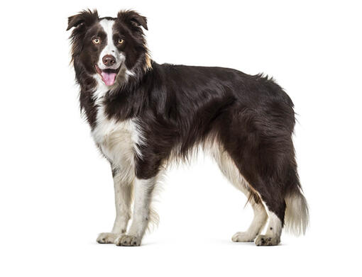 Border Collie Dog Breed Information