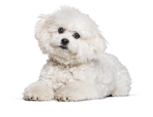 Bichon Frise