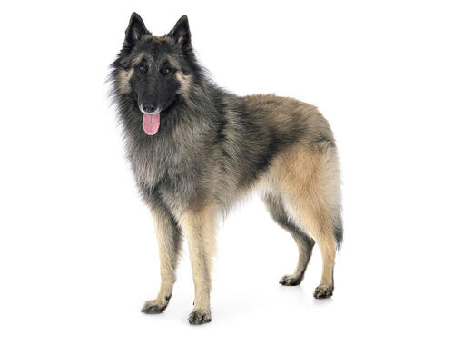 Belgian Shepherd Dog Tervueren