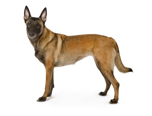 Conheça o Pastor Belga de Malinois