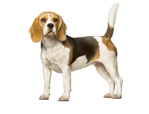 beagle off lead