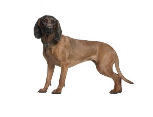 Bavarian Mountain Hound