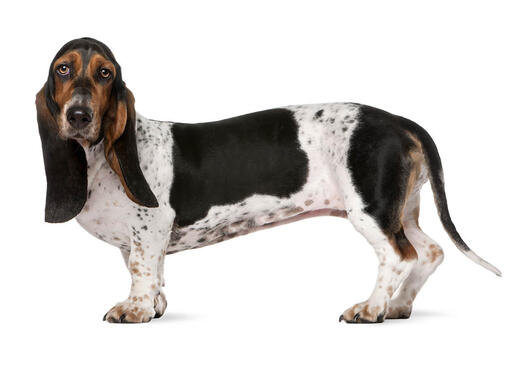 what do you feed your basset hound