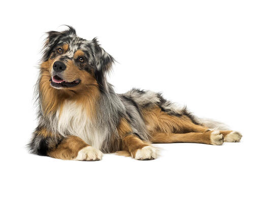 Australian Shepherd Dog Breed, Origin, History, Personality & Care Needs