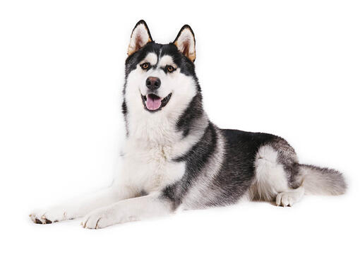 Alaskan Malamute