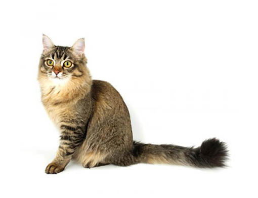 Tiffanie Cat Breed