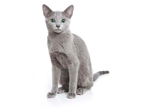 Russian Blue 