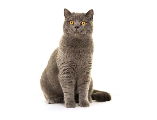 Shorthair Cat Breeds