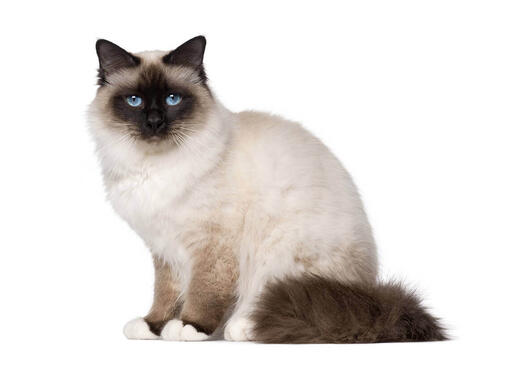 Birman