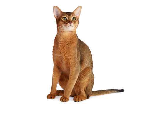 Abyssinian