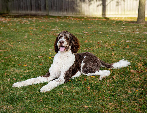 Bernedoodle