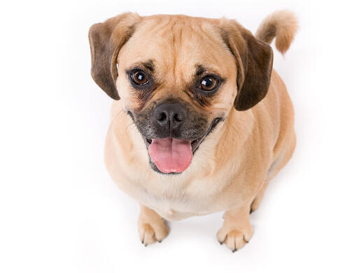 Puggle