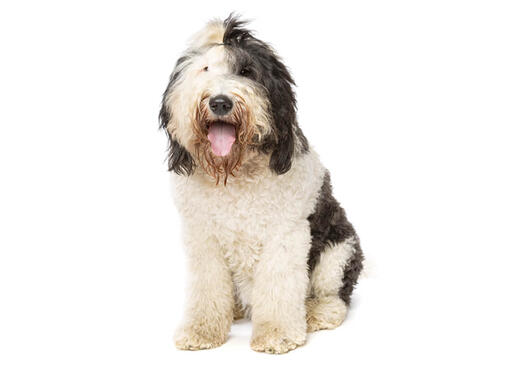 Sheepadoodle Dictionary Definition – Doodle Dog Town