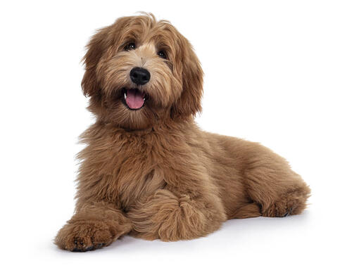 Labradoodle Dog Breed Information Purina