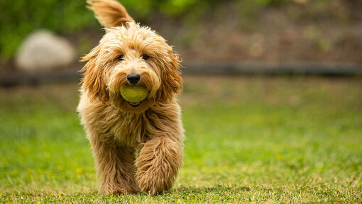 Goldendoodle running with ball