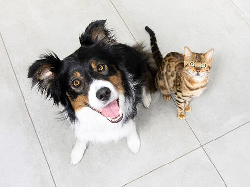 dog and cat sitting together and looking up