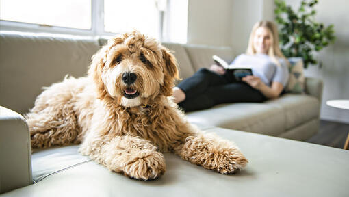 Labradoodle on sofa with owner