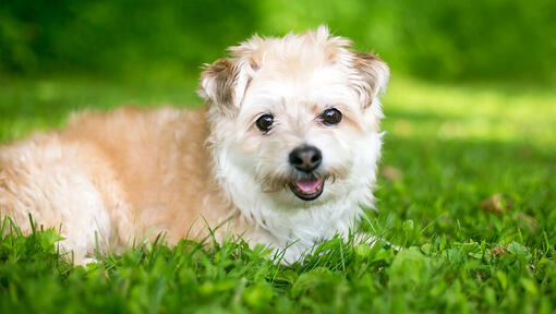 Pomapoo relaxing in the grass