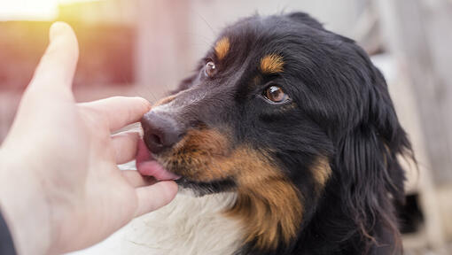 dog licking owner's hand