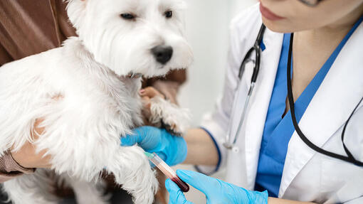 White dog feeling calm while vet taking blood sample