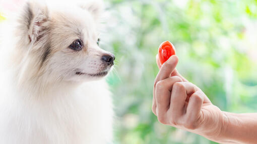 Dog watching on the tomato