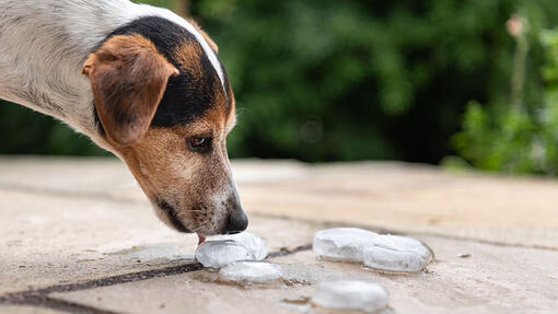 Can Dogs Eat Ice Cream Read Before You Feed Purina