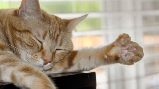 Polydactyl Cat sleeping
