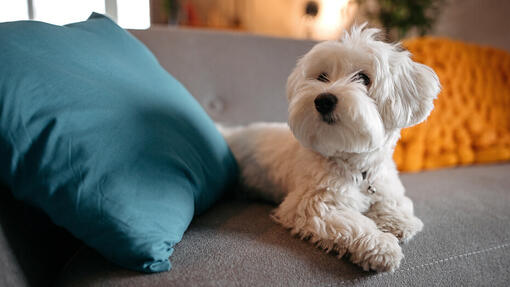 White dog lying down on the sofa