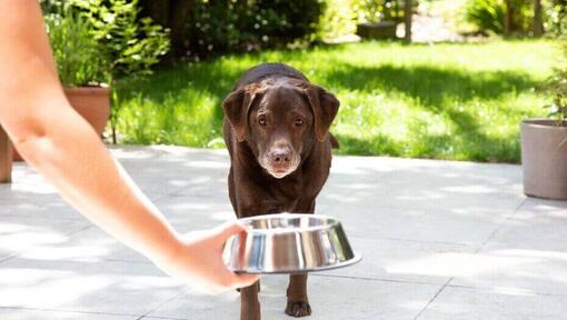 Brown dog looking at the bowl