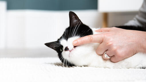 Black and white cat with dental disease