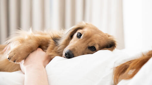 Yellow dog is resting with the owner