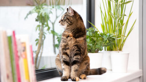 Brown cat with green eyes is sitting on the window