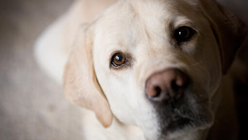 White labrador is  looking at the camera