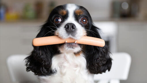 Black and white dog looking at the camer with sausage in mouth