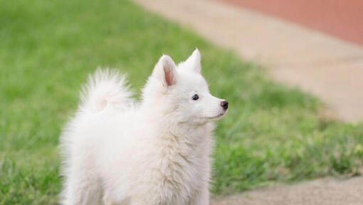 White fluffy dog looking away