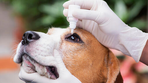 Vet using eye drops to treat eye disease