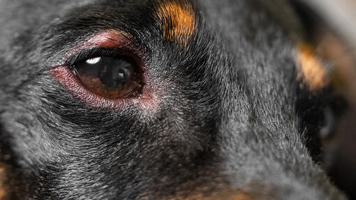 Black dog with symptoms of eye disease