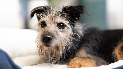 senior dog in bed